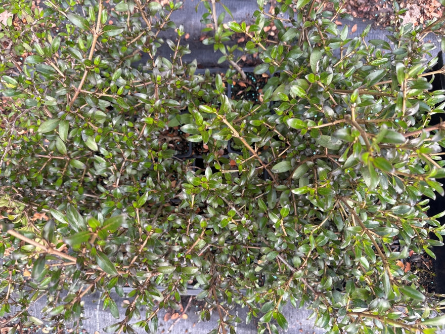 10x Coprosma Black Cloud - $1.99 each