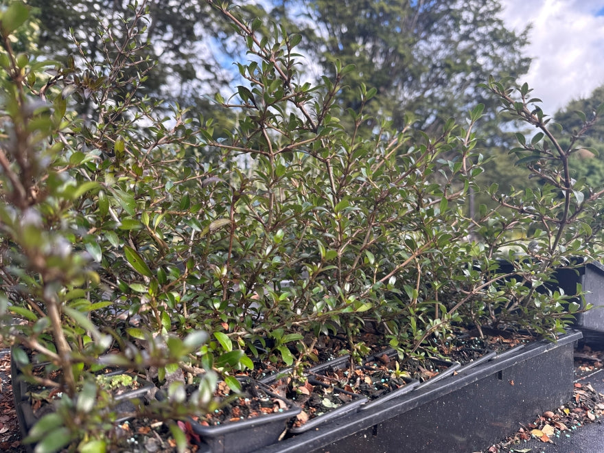 10x Coprosma Black Cloud - $1.99 each