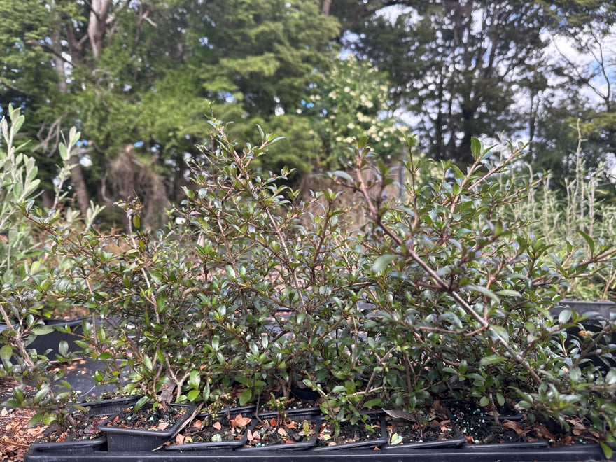 10x Coprosma Black Cloud - $1.99 each