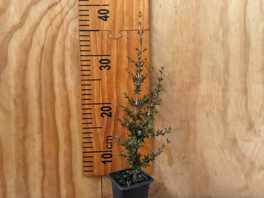 5x Coprosma Black Cloud - $5.99 each