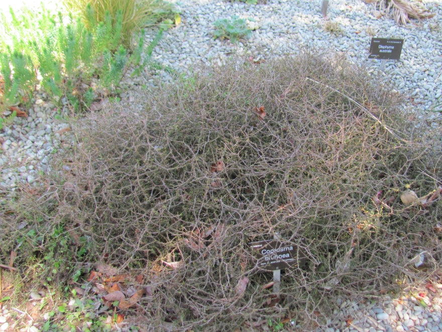 Coprosma Brunnea