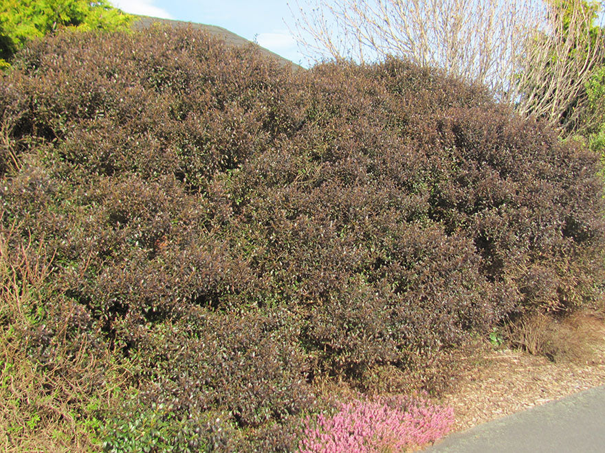 10x Purple Coprosma - 99c Each