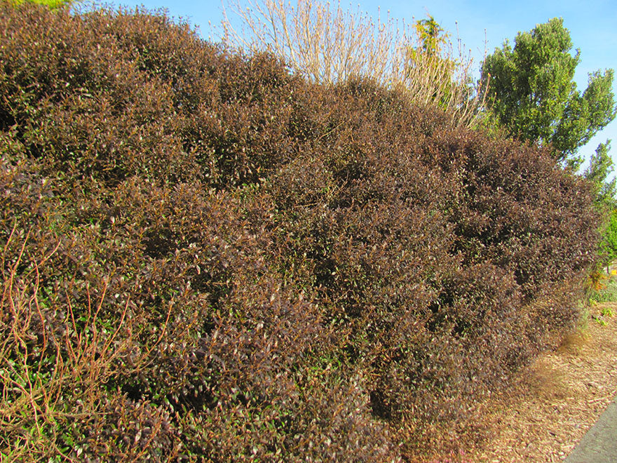 100x Purple Coprosma - $3.99 each
