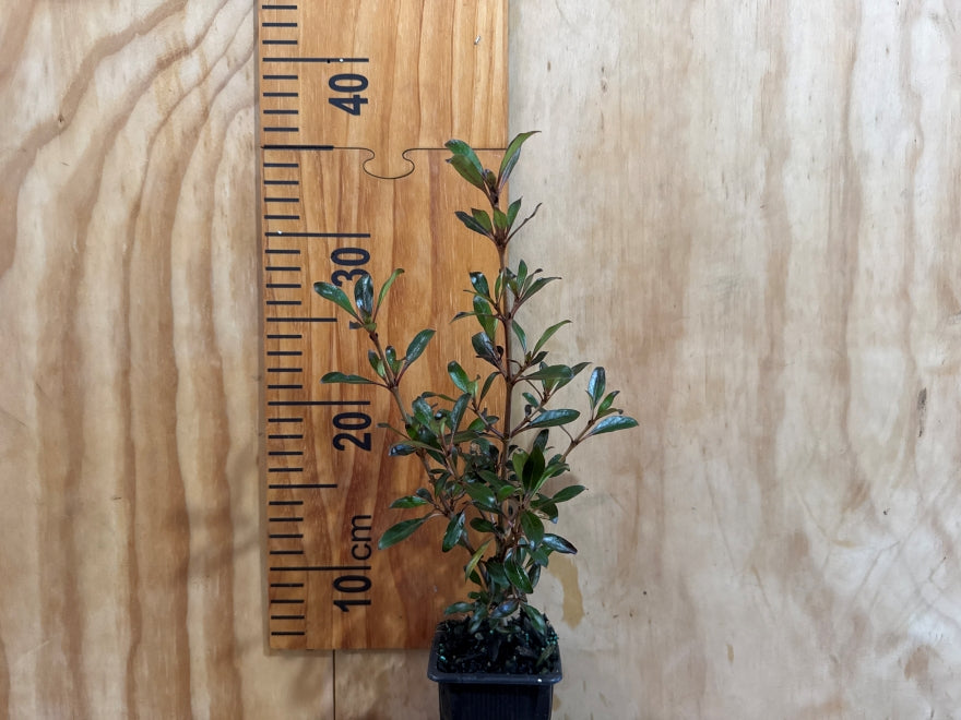 5x Purple Coprosma - $5.99 each