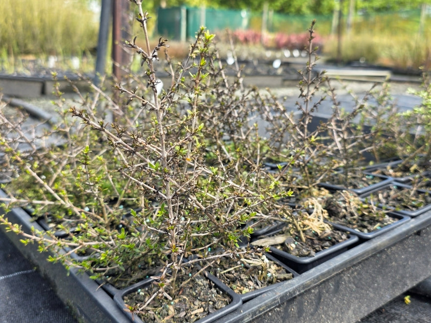 10x Coprosma Depressa - $1.59 each