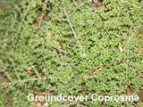 25x Native Groundcover Combo - $4.99 each