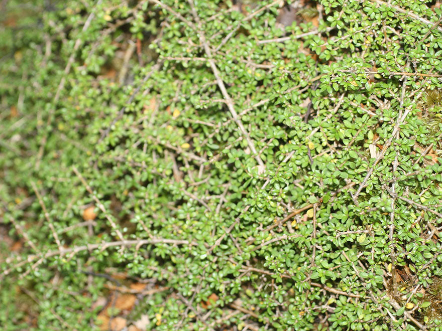 25x Coprosma Depressa - $4.99 each