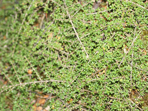 25x Coprosma Depressa - $4.99 each