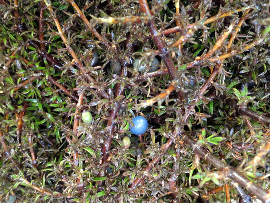 Coprosma Flat Freddy