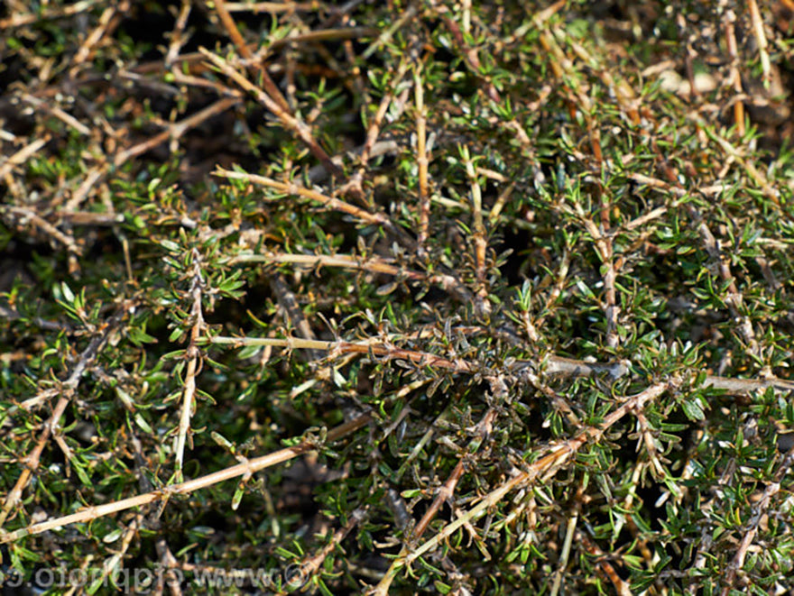 5x Coprosma Flat Freddy - $5.99 each