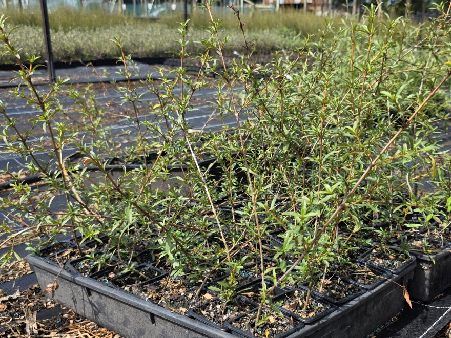 10x Coprosma Greyii - $1.99 each