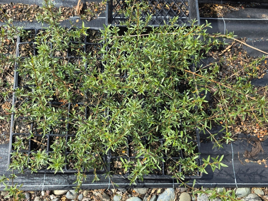 10x Coprosma Greyii - $1.99 each