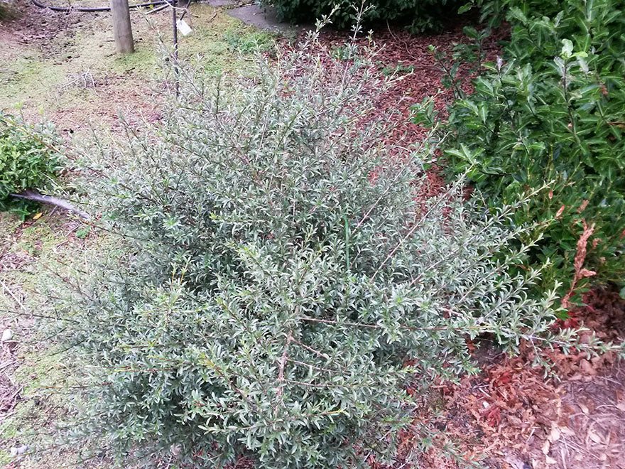 100x Coprosma Greyii - $3.99 each