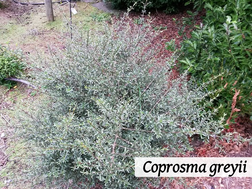 100x Shelter Combo - $3.99 trees & shrubs