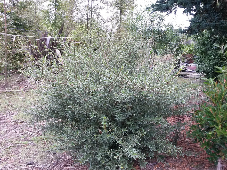 100x Coprosma Greyii - $3.99 each