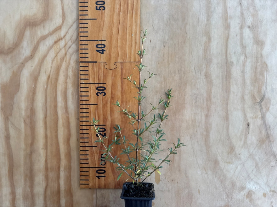 5x Coprosma Greyii - $5.99 each