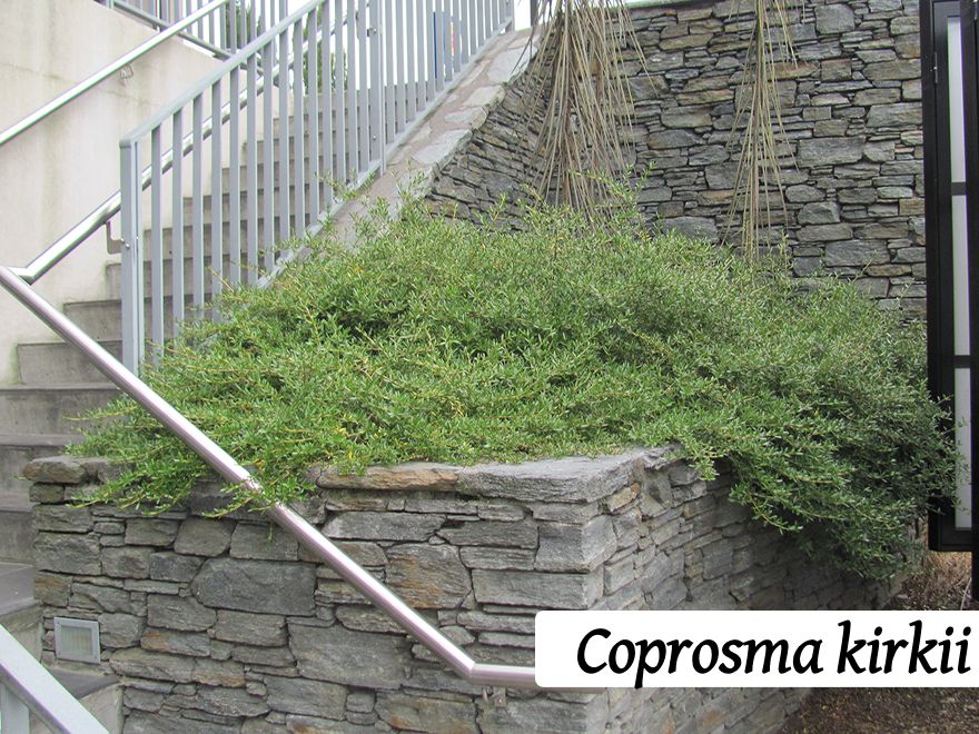 25x Native Groundcover Combo - $4.99 each