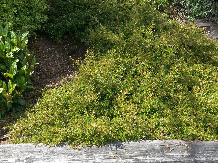 100x Coprosma Kirkii - $2.99 each