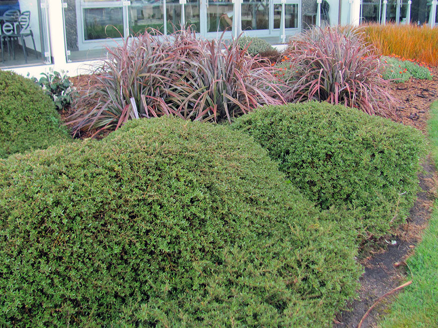 25x Coprosma Kirkii - $4.99 each