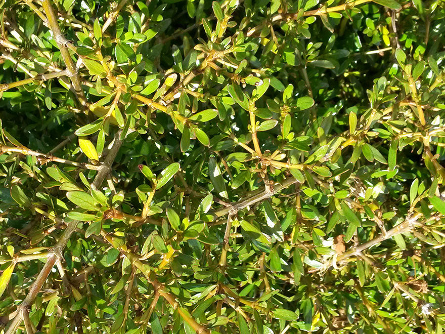 25x Coprosma Kirkii - $4.99 each