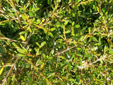 Coprosma Kirkii