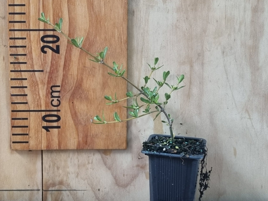 25x Coprosma Kirkii - $4.99 each