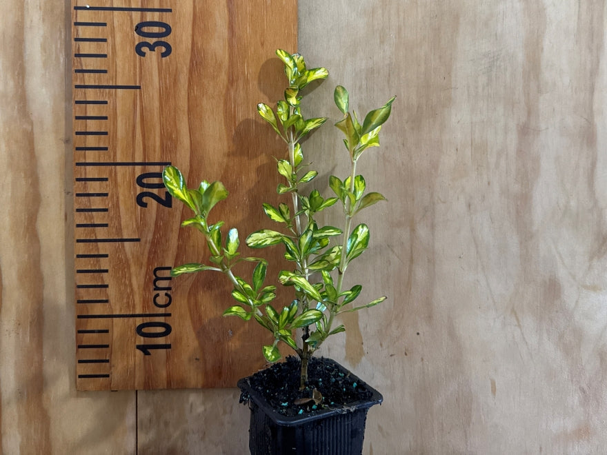 Coprosma Lemon & Lime