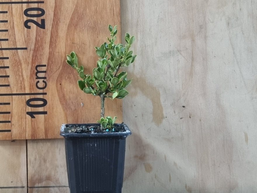 100x Coprosma Lighthouse - $3.99 each