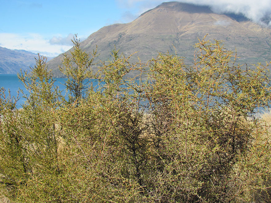 100x Coprosma Lobster - $2.99 each