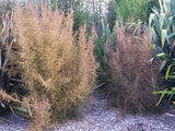 250x Farm Combo - $3.99 NZ trees & shrubs