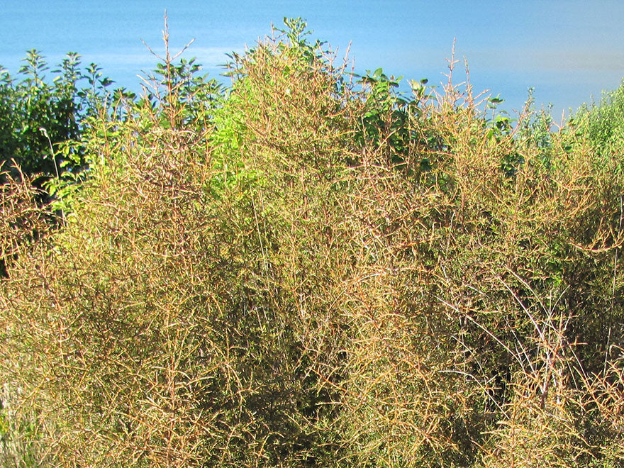 25x Needle Leaved Coprosma - $2.99 each