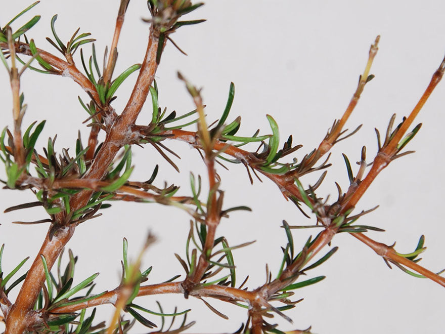 25x Needle Leaved Coprosma - $2.99 each