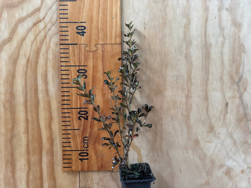 1x Coprosma Port Wine - $8.99 each