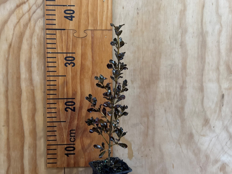 1x Coprosma Port Wine - $8.99 each