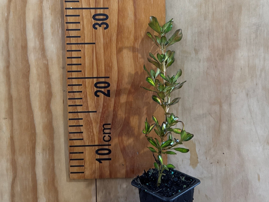 Coprosma Pride