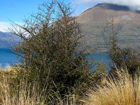 Coprosma propinqua