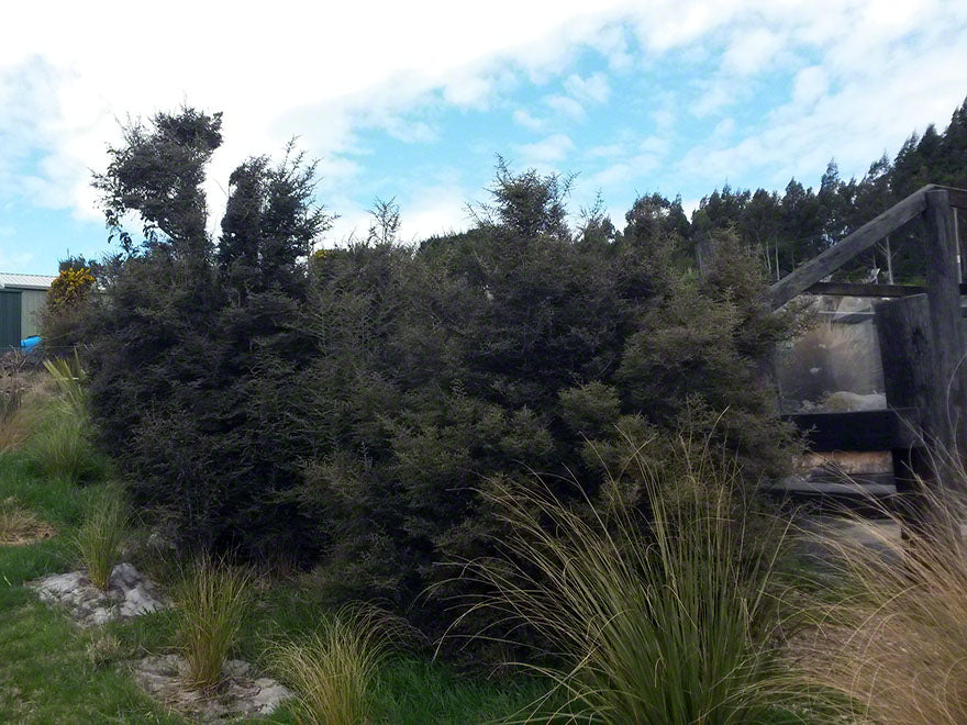 25x Mingi Mingi Coprosma - $4.99 each