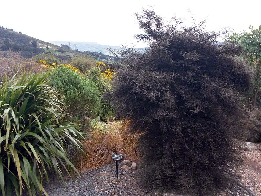 25x Mingi Mingi Coprosma - $4.99 each