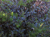 Coprosma propinqua