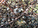 Coprosma propinqua