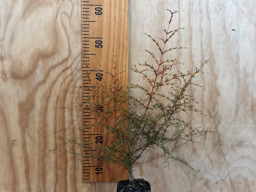 Coprosma Red Lobster