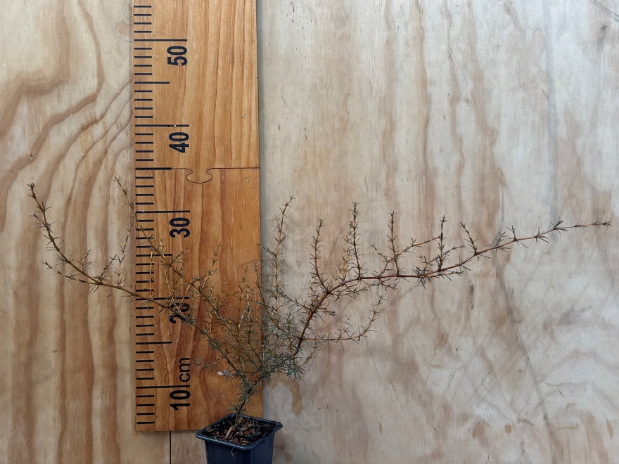 100x Coprosma Red Rock - $3.99 each