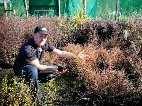 5x Coprosma Red Rock - $5.99 each