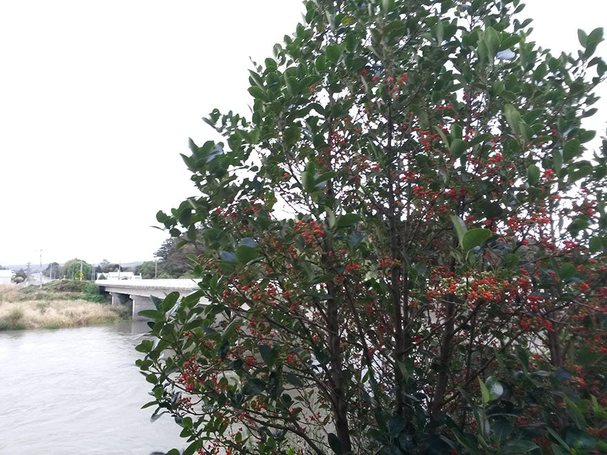 100x Surplus Native Combo - $1.99c each - Best Value