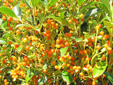 Coprosma Robusta