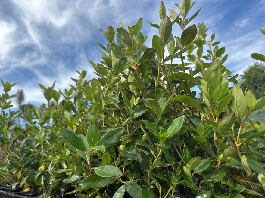 Coastal Coprosma - $1.99c each