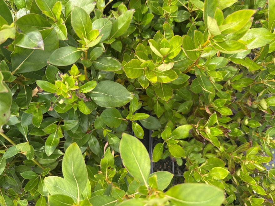 Coastal Coprosma - $1.99c each