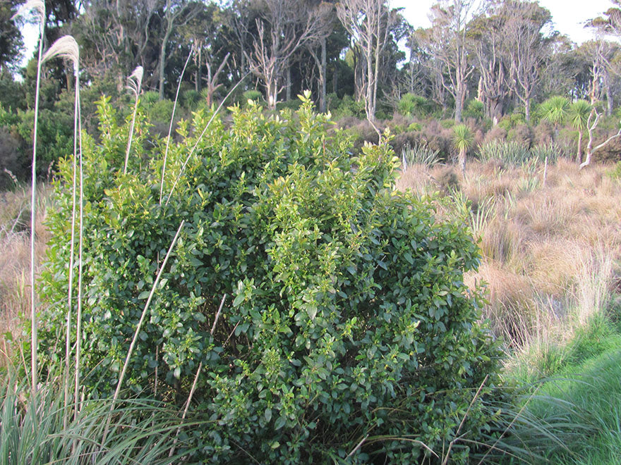 Coastal Coprosma - $1.99c each