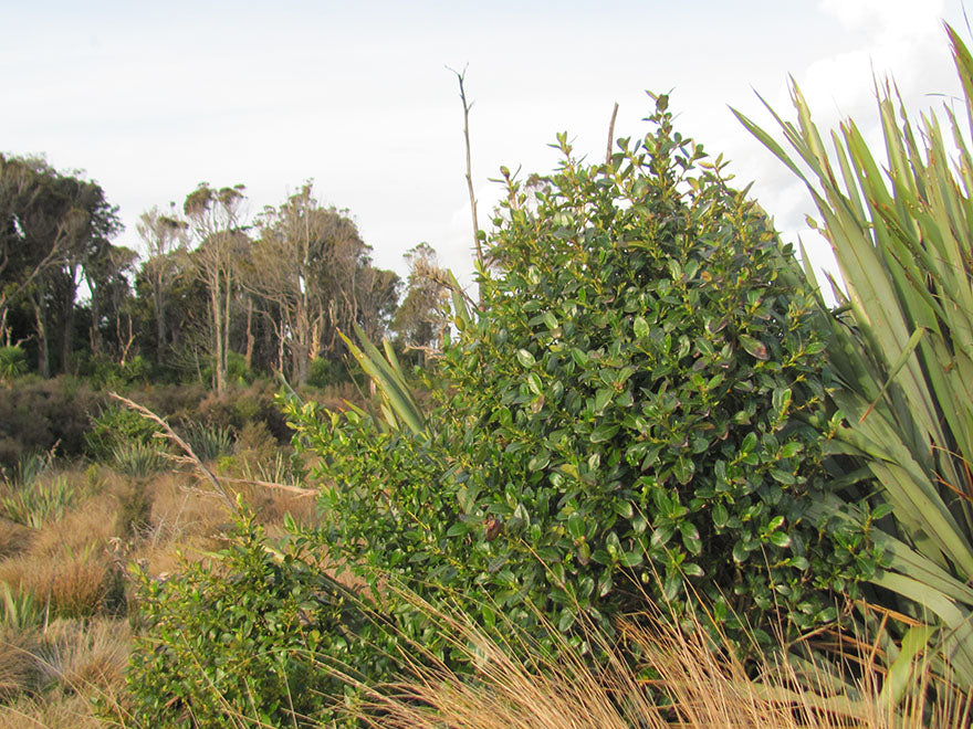 250x Farm Combo - $3.99 NZ trees & shrubs