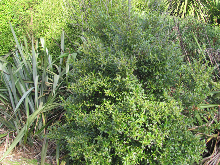 5x Coastal Coprosma - $1.99 each